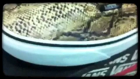Vans Authentic Snake Gold Pitonate  (Created with Magisto)