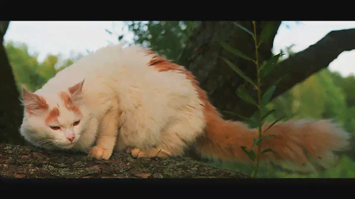 Animal Planet   :  Cats 101 ~ Turkish Van
